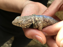 Sceloporus hunsakeri