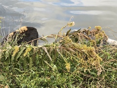 Solidago sempervirens