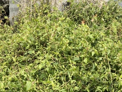 Atriplex