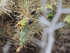 Cylindropuntia davisii
