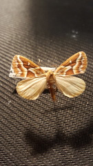 Caripeta angustiorata