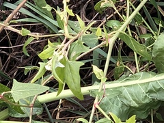 Atriplex