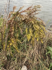 Solidago sempervirens