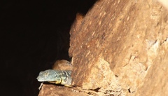 Petrosaurus thalassinus