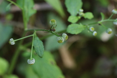 Dichrocephala integrifolia