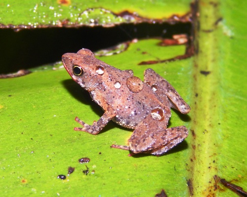 Amazophrynella moisesii
