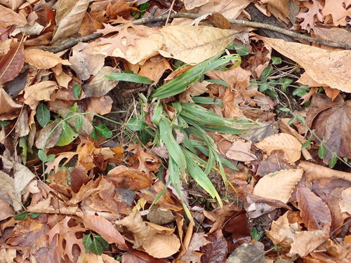 White bear sedge (Carex albursina)