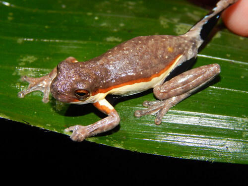 Cardoso's Tree Frog