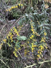 Solidago sempervirens