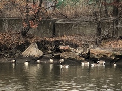 Branta canadensis