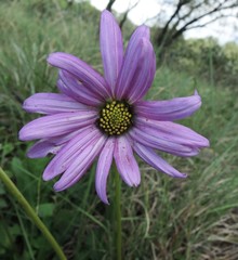 Iostephane heterophylla