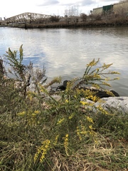 Solidago sempervirens