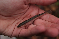 Notropis rubellus