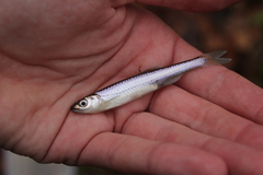 Notropis rubellus