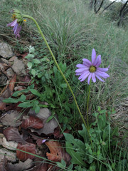 Iostephane heterophylla