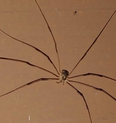Leptobunus parvulus