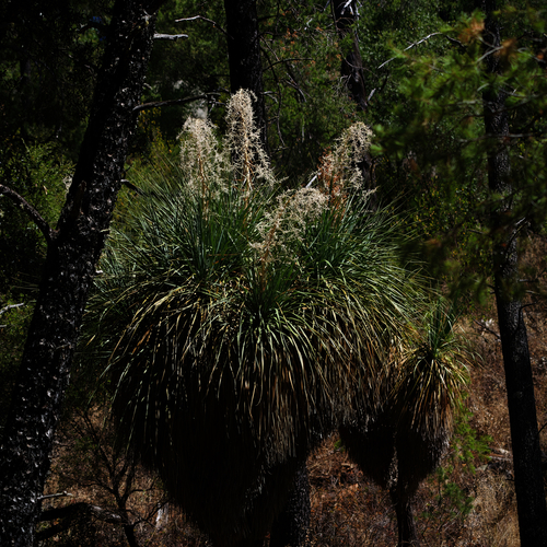 Nolina beldingii