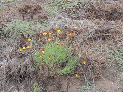 Helenium amarum badium