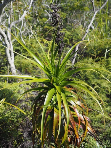 Dracophyllum verticillatum Labill.