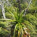 Dracophyllum verticillatum - Photo (c) Jakob Fahr, some rights reserved (CC BY-NC), uploaded by Jakob Fahr