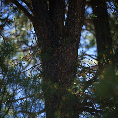 Image of Pinus lagunae by (c) Bill Levine, some rights reserved (CC BY)