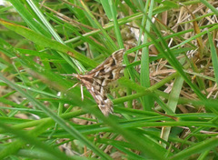 Diasemia grammalis