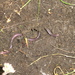 Antillotyphlops geotomus - Photo (c) barbuda_peek, algunos derechos reservados (CC BY-NC)