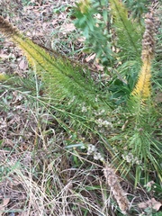 Liatris pycnostachya