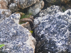 Anolis forresti