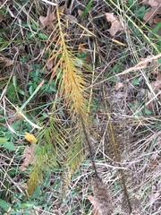 Liatris pycnostachya