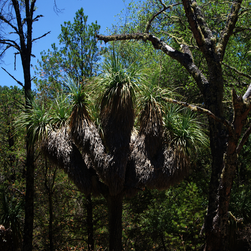 Nolina beldingii