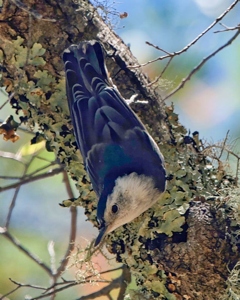 San Lucas Nuthatch