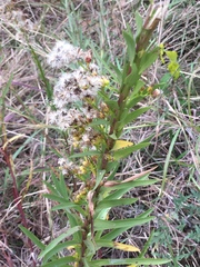 Solidago tortifolia