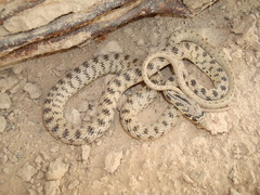 Glossy-Bellied Racer photo 2
