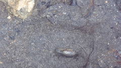 Gelasiminae