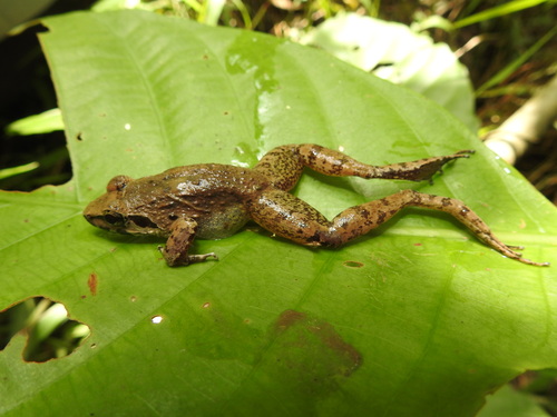 Limnonectes paramacrodon
