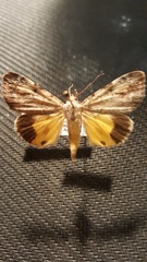 Catocala amica