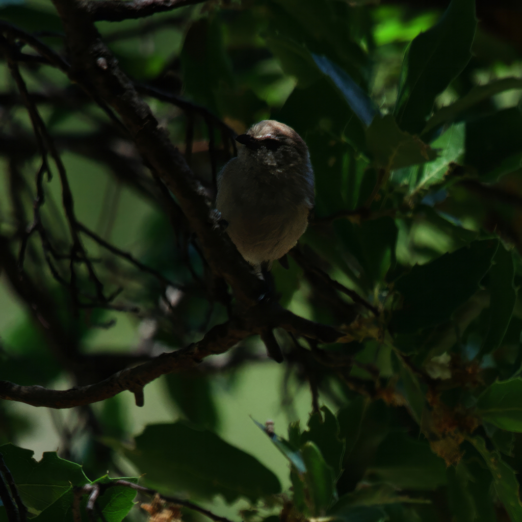 Grinda's Bushtit