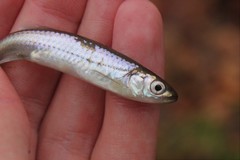 Notropis rubellus