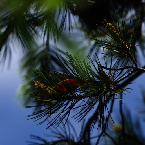 Image of Pinus lagunae by (c) Bill Levine, some rights reserved (CC BY)