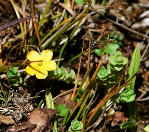Tinker's penny (Hypericum anagalloides)