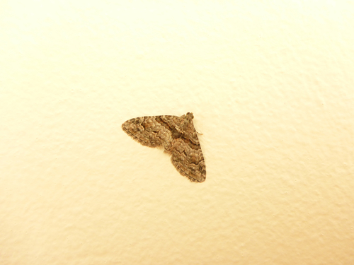 Phrissogonus laticostata