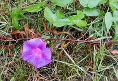 Ipomoea purpurea