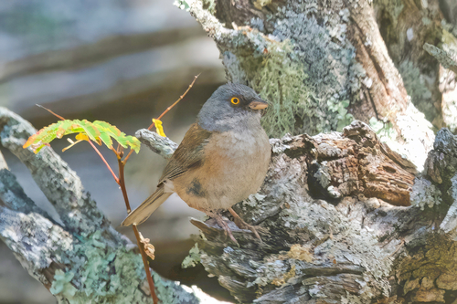 Baird's Junco (Junco bairdi), photo 3