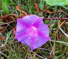 Ipomoea purpurea