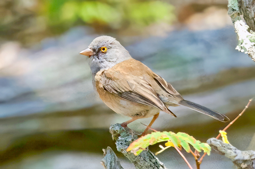 Baird's Junco (Junco bairdi), photo 2