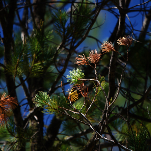 Image of Pinus lagunae by (c) Bill Levine, some rights reserved (CC BY)