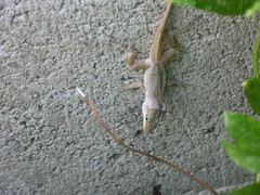 Anolis forresti