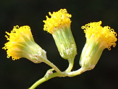 Senecio angustifolius