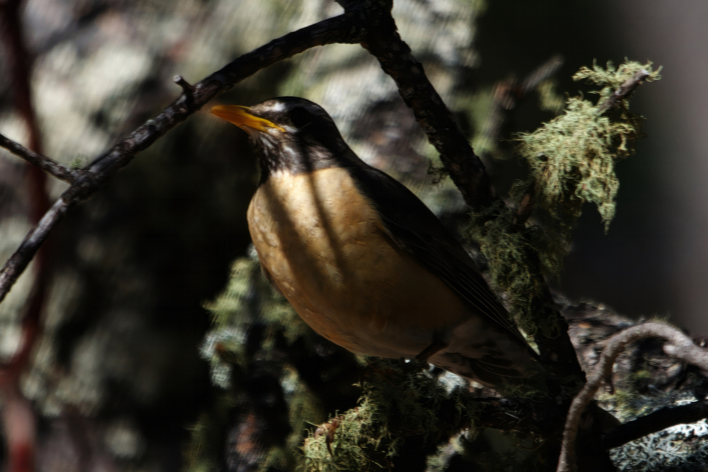 American Robin (San Lucas)